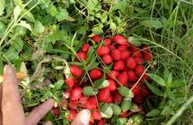 Jual Bibit Tanaman Buah Miracle Fruit Buah Ajaib W4ge Kota Batu Okb Shop Tokopedia