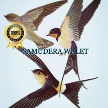 Logo Samudera Walet
