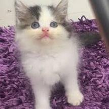 Jual PROMO tirai uk60 untuk kandang kucing anjing - Jakarta Barat 