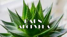 Logo Daun_aloe_vera_shop
