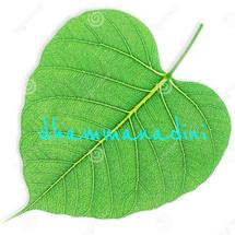 Logo dHammaNadini