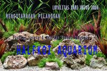Logo HALFKOI AQUARIUM