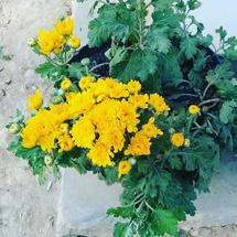 Logo toko agus mawar