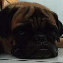 Logo Pugs_store