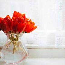 gymshark ombre seamless peach coral