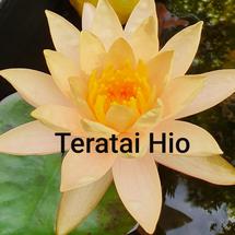 Teratai Hio Serpong Utara Kota Tangerang Selatan Tokopedia