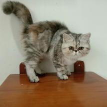 Jual Kucing Oriental Kab Bandung Tci 11 Tokopedia Jual Kucing Oriental Kab Bandung Tci 11 Tokopedia