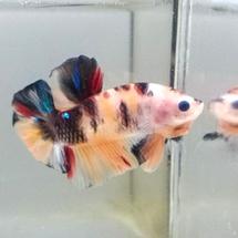 Teratai Phone Balaraja Kab Tangerang Tokopedia