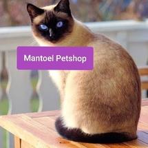Logo Mantoel Petshop