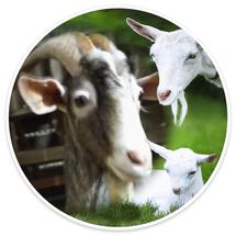 Logo susukambingbandung