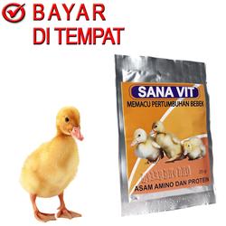 Bebek Entok Terbaik Terbaru November 21 Harga Murah