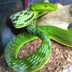 Jual Ular Pucuk Murah Harga Terbaru 2021