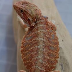 bearded dragon price range