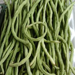 Jual Kacang Panjang Terdekat Harga Murah Grosir November 2021