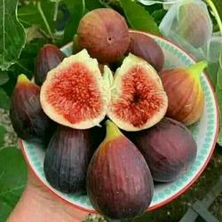 Jual Buah Ara Terdekat - Harga Murah u0026 Grosir December 2021