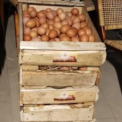 Jual Telur Ayam 1 Peti Terlengkap Terbaik Harga Murah July 2021