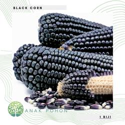 Jual Jagung Pulut Murah Harga Terbaru 2021 Jual Jagung Pulut Murah Harga Terbaru 2021