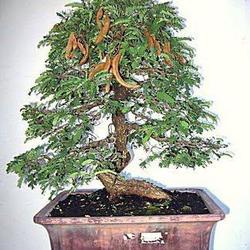 Jual Bonsai Asem Di Jawa Tengah Harga Terbaru 2021