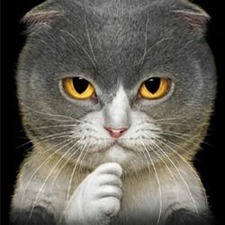 Jual Kucing Scottish Fold Terlengkap Terbaik Harga Murah August 2021 Jual Kucing Scottish Fold Terlengkap Terbaik Harga Murah August 2021