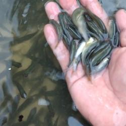 Jual Ikan Graskap Terdekat Harga Murah Grosir August 2021