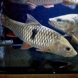 Jual Ikan Hampala Terlengkap u0026 Terbaik - Harga Murah December 2021