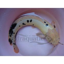 Jual Lele Albino Terlengkap Terbaik Harga Murah August 2021