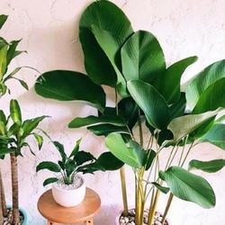 Jual Tanaman Pisang Pisangan Terbaik Harga Murah January 2022 Cicil 0