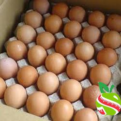 Jual Telur Ayam 30 Butir Terlengkap Harga Murah November 2021
