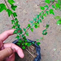 Jual Wareng Murah Harga Terbaru January 2022