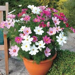 1 Benih/Bibit/Seed Bunga Cosmos Bunga Warna Cerah