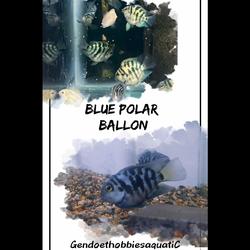 30x Luftballons Deckenballons Weiß Perlmutt SilberPartydeko Dekoration Ballon 30x Luftballons Deckenballons Weiß Perlmutt SilberPartydeko Dekoration Ballon