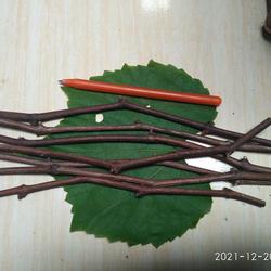 cutting rootstok kober5bb