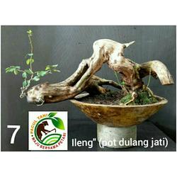 Jual Bonsai Ileng Ileng Murah Harga Terbaru 2021