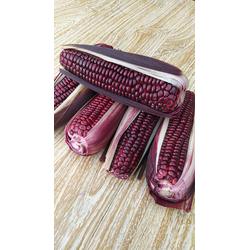 Jual Jagung Ketan Murah Harga Terbaru 2021 Jual Jagung Ketan Murah Harga Terbaru 2021