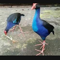 560 Gambar Burung Ayam Ayaman Sawah Terbaik