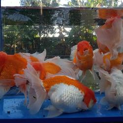 Jual Ikan Mas Koki Jumbo Terbaik Terbaru May 2021 Harga Murah Jual Ikan Mas Koki Jumbo Terbaik Terbaru May 2021 Harga Murah