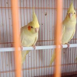 710 Gambar Burung Falk Jantan Dan Betina Gratis