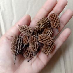 durenan/bunga cemara isi 10