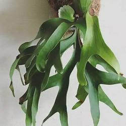 Jual Tanaman Tanduk Rusa Terbaik Harga Murah January 2022 Cicil 0