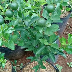 Jual Jenis Pohon Jeruk Terbaik Harga Murah January 2022 Cicil 0