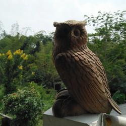 Jual Patung Burung Hantu Murah Harga Terbaru 2021