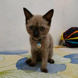 Jual Kucing Siam Terlengkap Terbaik Harga Murah August 2021 Jual Kucing Siam Terlengkap Terbaik Harga Murah August 2021