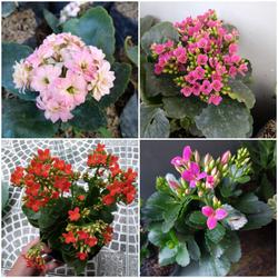 Jual Jenis Cocor Bebek Terlengkap Terbaik Harga Murah August 21