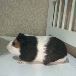 Jual Guinea Pig Marmut Di Tangerang Selatan - Harga Terbaru 2021 Jual Guinea Pig Marmut Di Tangerang Selatan - Harga Terbaru 2021