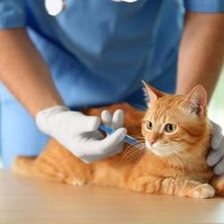 Jual Vaksin Kucing Terbaik Terbaru November 2021 Harga Murah