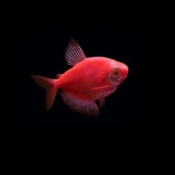 glofish shark petsmart