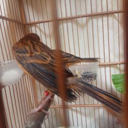 Jual Kenari Lokal Terdekat Harga Murah Grosir August 2021