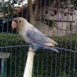 Jual Pasvio Lovebird Terlengkap Terbaik Harga Murah August 2021