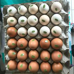 Paket Telur B ( Telur Negeri Omega 1kg + Telur Kampung Omega 14 Butir)
