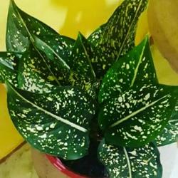 tanaman hias aglonema costatum/serikit beras tumpah
